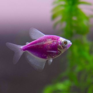 GMO Purple Tetra (M/L) — Sacred Aquatics