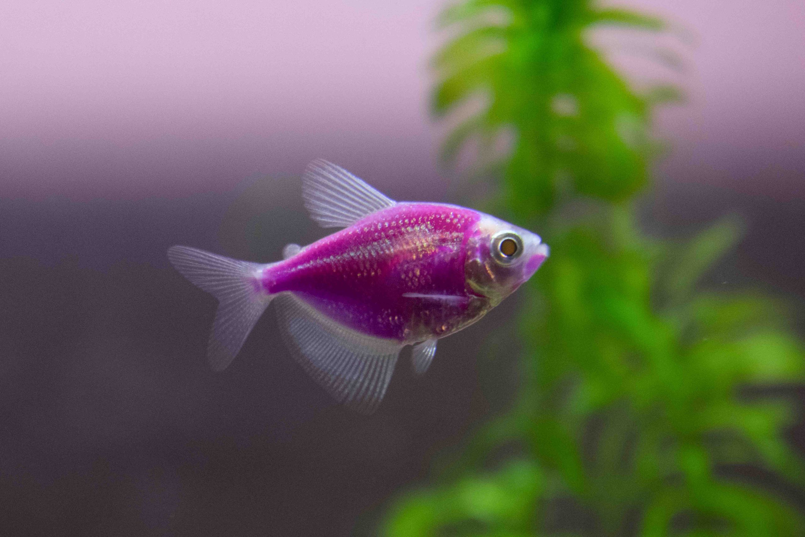 GMO Purple Tetra (M/L) — Sacred Aquatics