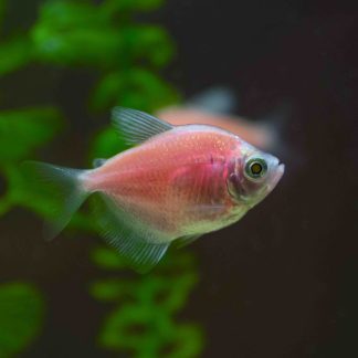 GMO Red Tetra (M/L) — Sacred Aquatics