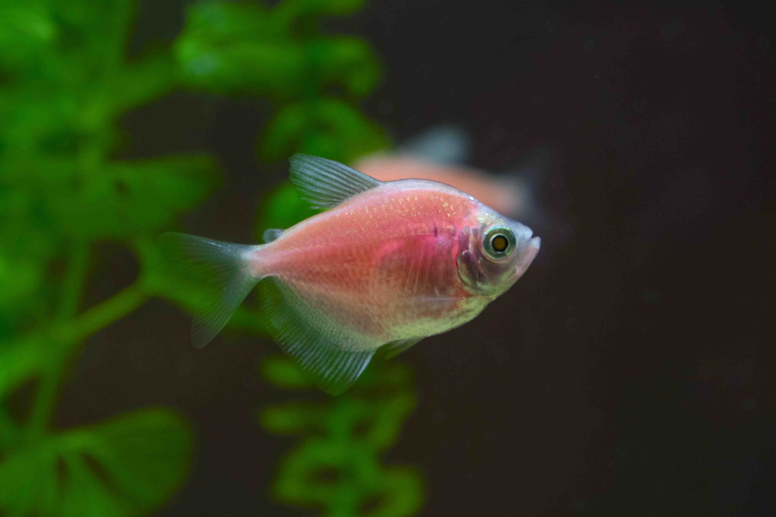 GMO Red Tetra (M/L) — Sacred Aquatics