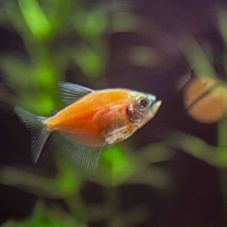 GMO Yellow Orange Tetra (M/L) — Sacred Aquatics