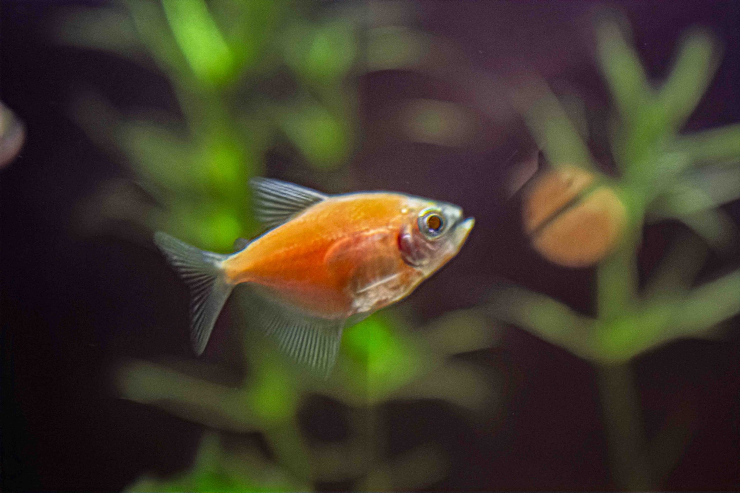 GMO Yellow Orange Tetra (M/L) — Sacred Aquatics