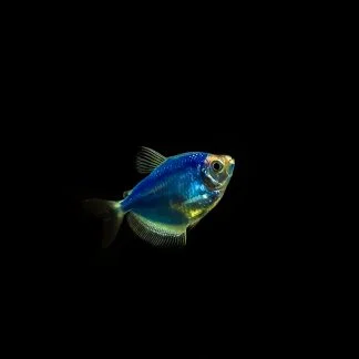 GMO Blue Tetra (M/L) — Sacred Aquatics