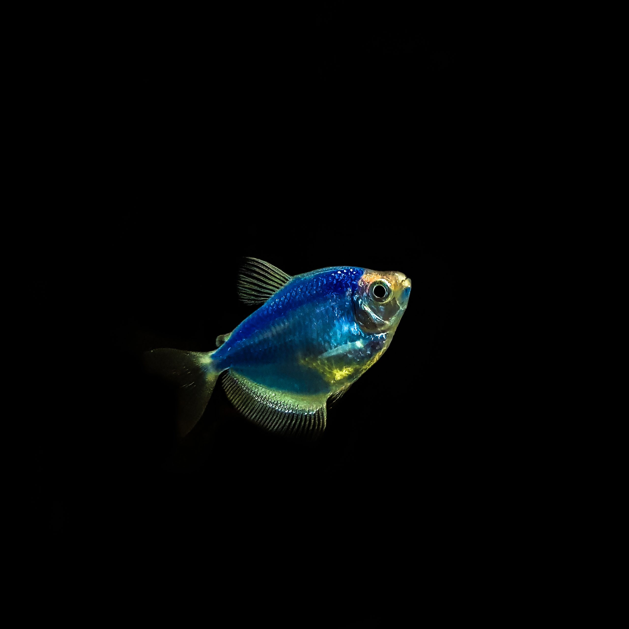GMO Blue Tetra (M/L) — Sacred Aquatics