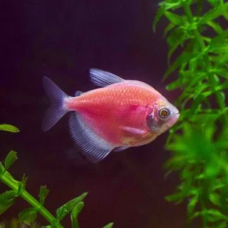 GMO Pink Tetra (M/L) — Sacred Aquatics