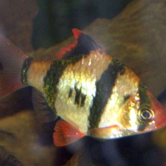 Golden Tiger Barb (Med) — Sacred Aquatics