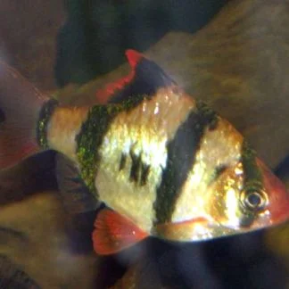 Golden Tiger Barb (Med) — Sacred Aquatics