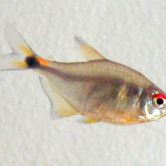 Head & Taillight Tetra (M/L) — Sacred Aquatics