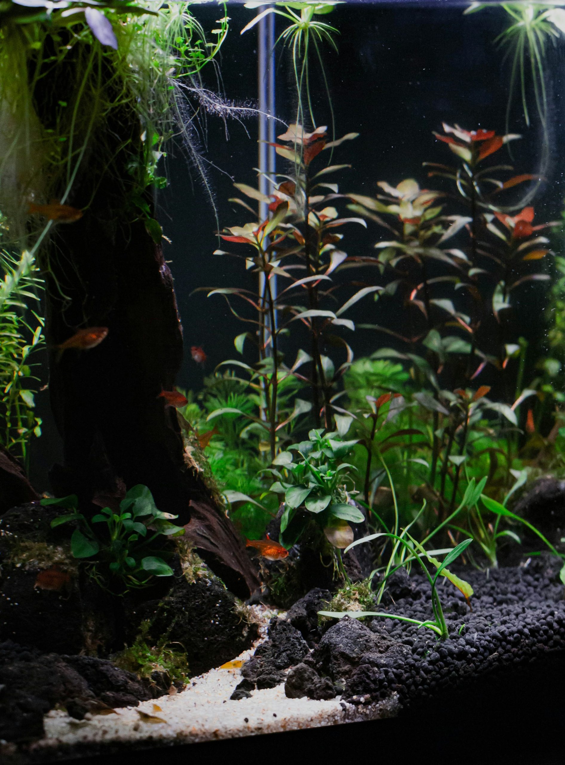Iwagumi style aquascape with red stem plants and small schooling fish
