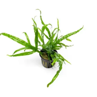 Java Fern