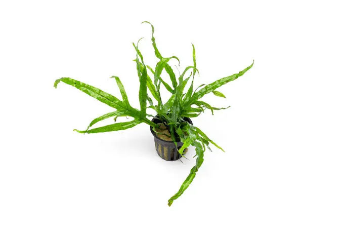 Java Fern — Sacred Aquatics