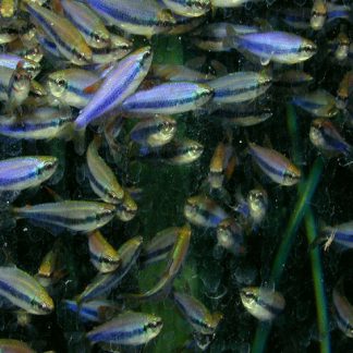 Kerri Tetra (M/L) — Sacred Aquatics