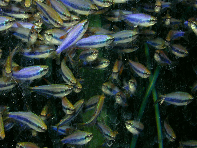 Kerri Tetra (M/L) — Sacred Aquatics
