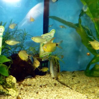 Kitty Tetra (Med) — Sacred Aquatics