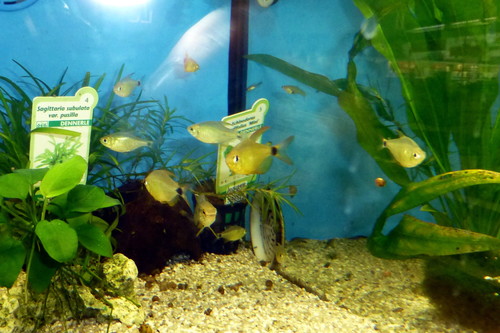 Kitty Tetra (Med) — Sacred Aquatics
