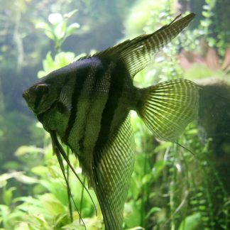 Koi Angelfish (M/L) — Sacred Aquatics