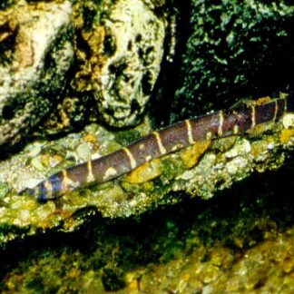 Kuhli Loach — Sacred Aquatics