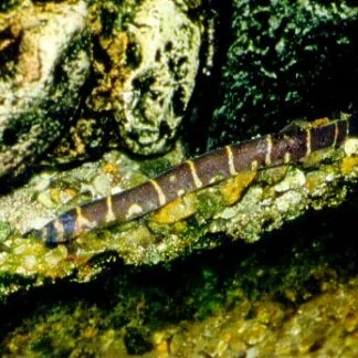 Kuhli Loach — Sacred Aquatics