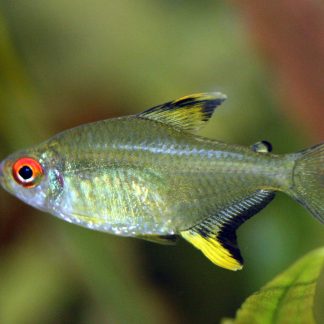 Lemon Tetra (M/L) — Sacred Aquatics