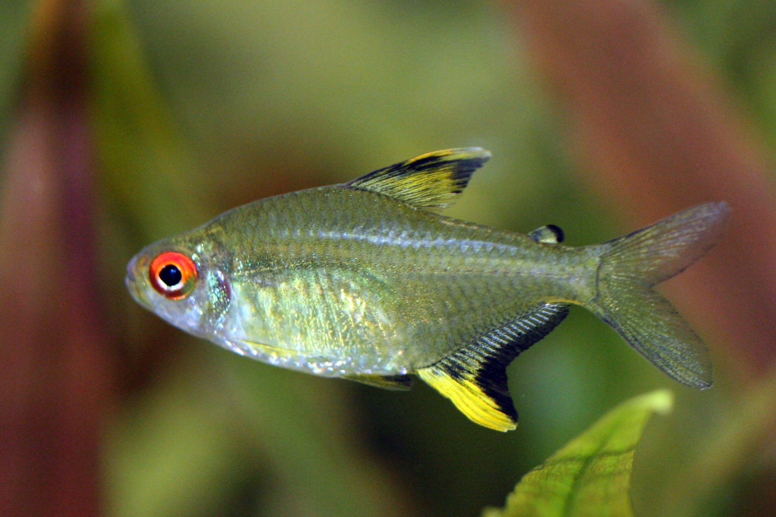 Lemon Tetra (M/L) — Sacred Aquatics