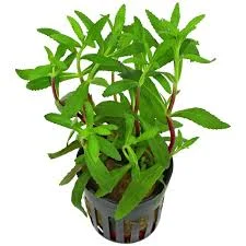 Ludwigia Inclinata Var. Verticillata Cuba — Sacred Aquatics