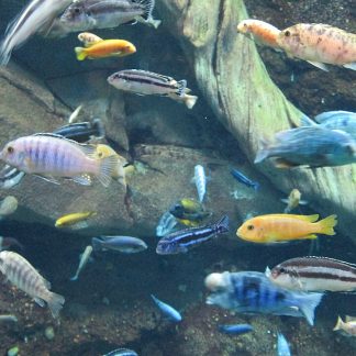 Mix Malawi Cichlids — Sacred Aquatics
