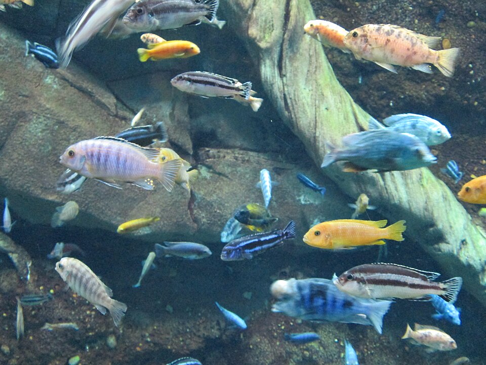 Mix Malawi Cichlids — Sacred Aquatics