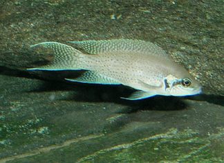 Neolamprologus Brichardi — Sacred Aquatics