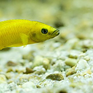 Neolamprologus Leleupi — Sacred Aquatics