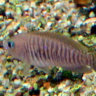 Neolamprologus Multifasciatus — Sacred Aquatics