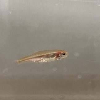 Naked Microrasbora (Med) — Sacred Aquatics