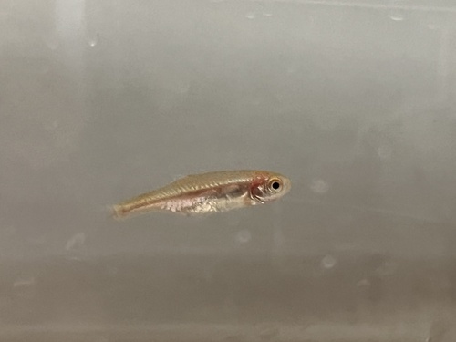Naked Microrasbora (Med) — Sacred Aquatics