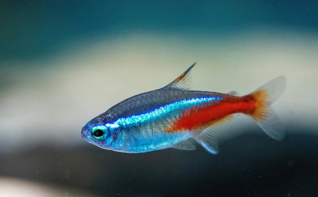 Neon tetra swimming in a planted freshwater aquarium