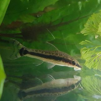 Ottocinclus (Sucker Mouth Catfish) — Sacred Aquatics