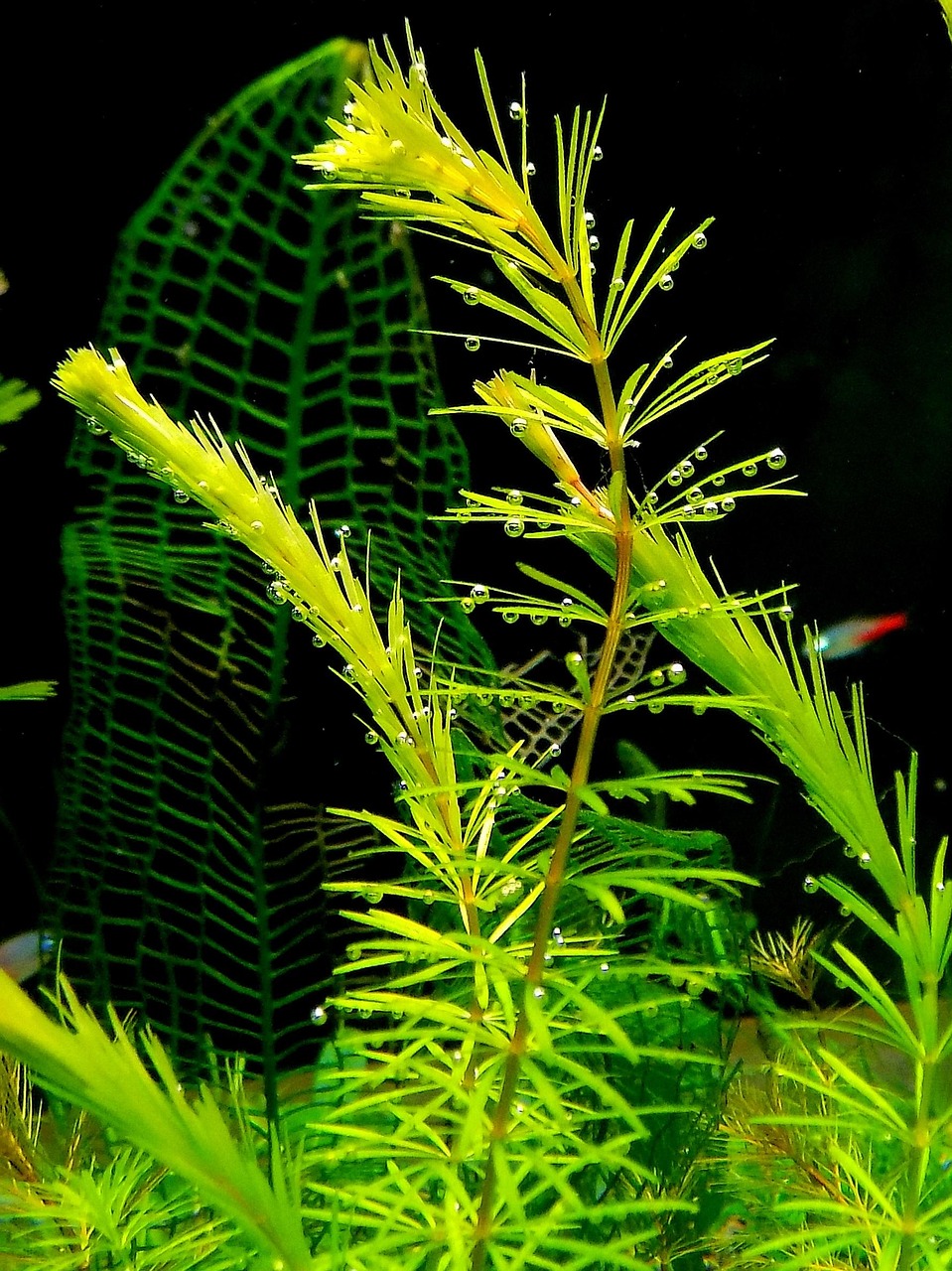 Bright green stem plants growing in a planted freshwater aquarium