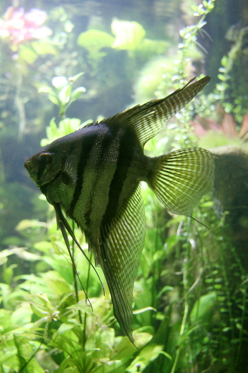 Platinum Angelfish (M/L) — Sacred Aquatics