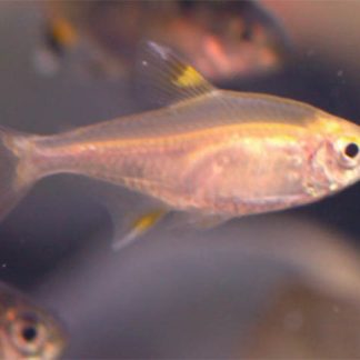 Pristella Tetra (Lrg) — Sacred Aquatics