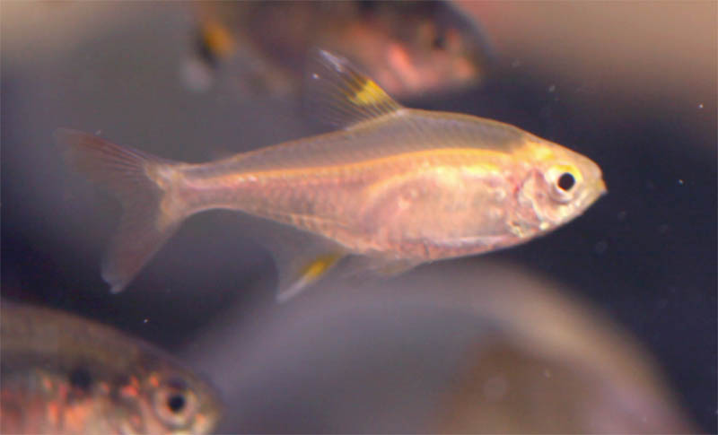 Pristella Tetra (Lrg) — Sacred Aquatics