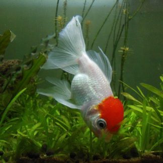 Red & White Lionhead Oranda (Med) — Sacred Aquatics