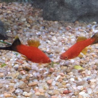 Red Hi-Fin Lyretail Swordtail (M/L) — Sacred Aquatics