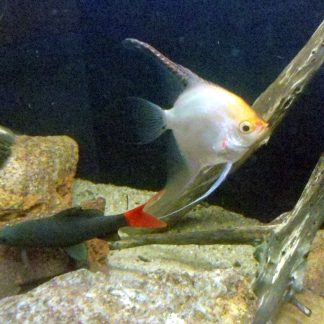 Red Tail Shark (Med) — Sacred Aquatics