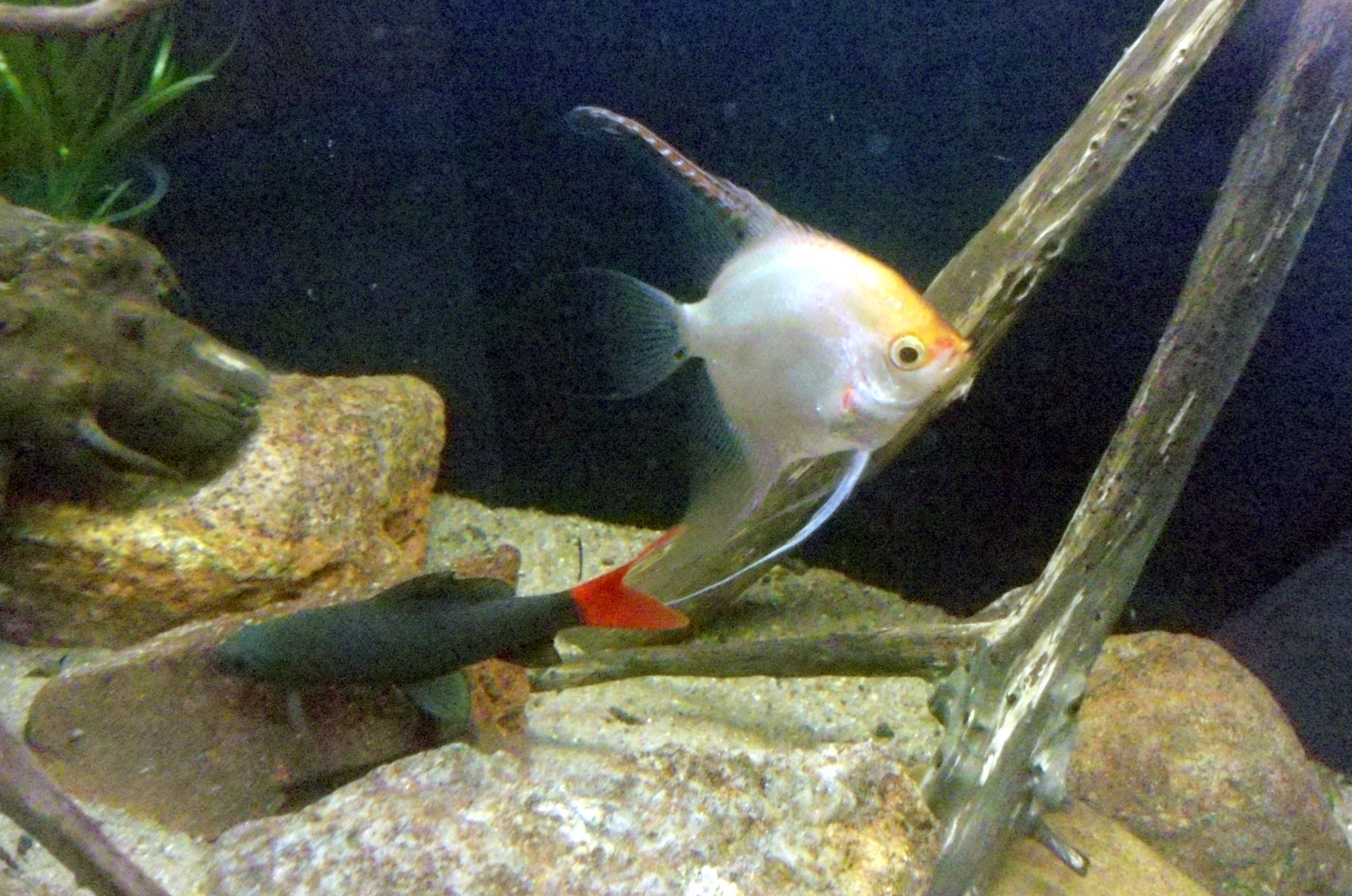 Red Tail Shark (Med) — Sacred Aquatics