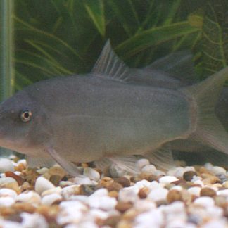 Red Thai Banded Loach (M/L) — Sacred Aquatics