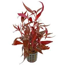 Alternanthera reineckii 'Rosaefolia' (Scarlet Temple) — Sacred Aquatics