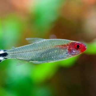 Rummynose Tetra (M/L) — Sacred Aquatics