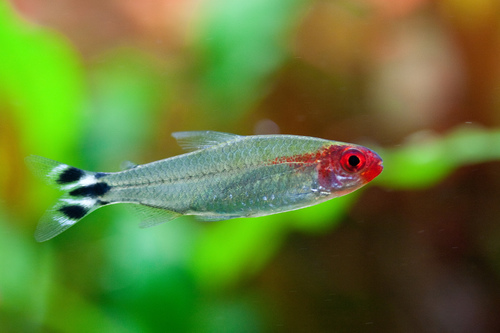 Rummynose Tetra (M/L) — Sacred Aquatics