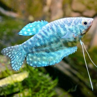 Gourami