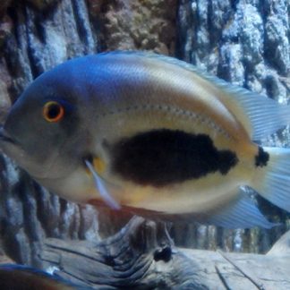 Uaru Triangle Cichlid (M/L) — Sacred Aquatics