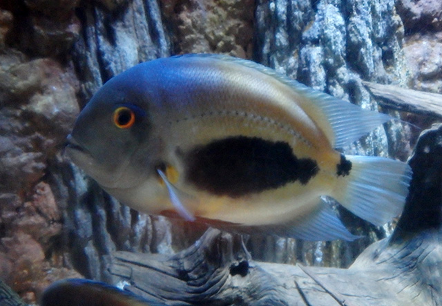 Uaru Triangle Cichlid (M/L) — Sacred Aquatics