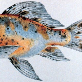 Shubunkin Goldfish (70) — Sacred Aquatics